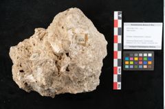 Foto (Objekt + Etikett) von Abies excelsa (NHMW-GEO-2024-0188-11355)